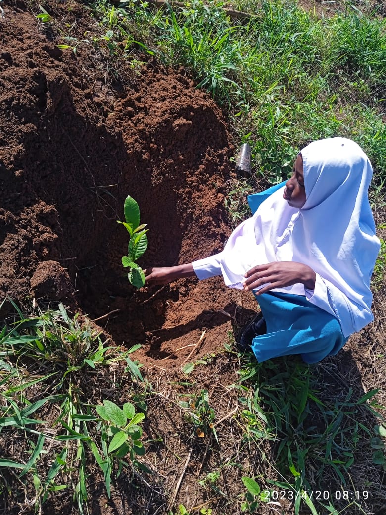 Tree planting in school grounds